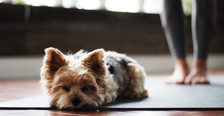Yorkie sleeping on a yoga mat