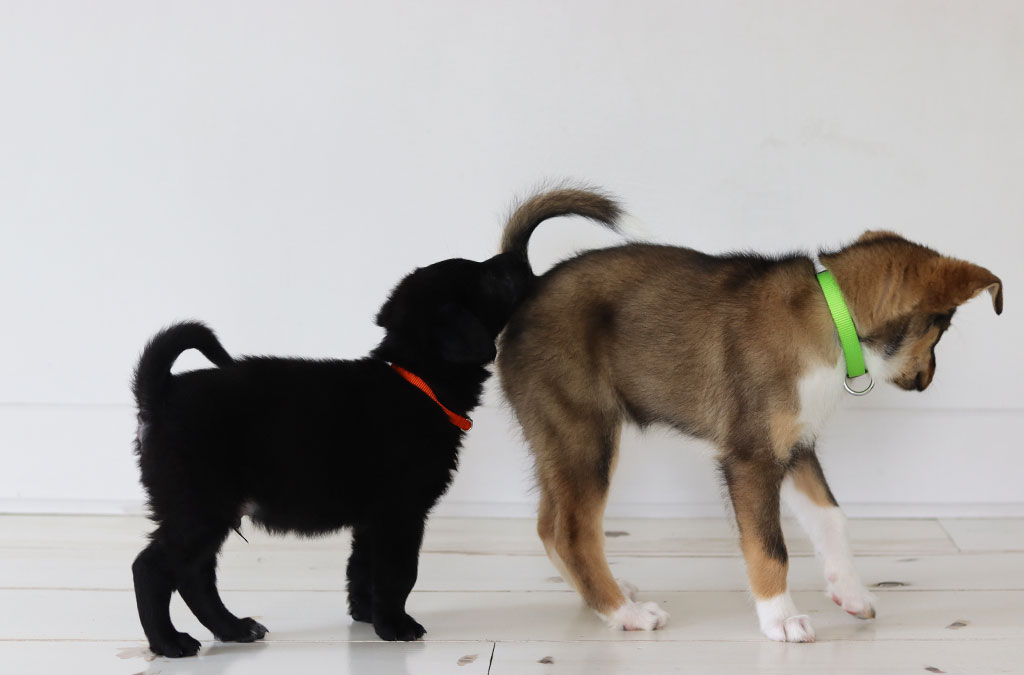 Puppy Yoga